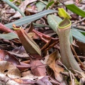 nepenthes-albomarginata-indonesia-5389C716-E6F0-4311-974E-6C7D637A6E28.jpg
