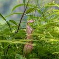 nepenthes-eustachya-indonesia-1DB080AA-5FA9-4B3E-A7ED-1FD668ACD976.jpg