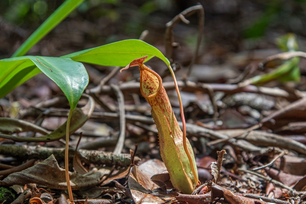 nepenthes-eustachya-indonesia-FA01160F-9924-45DA-B2B8-5F9D3041FDBF.jpg