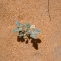 neurada-procumbens-saudi-arabia-09BD3CB5-4B7C-11DC-8D9F-000A95CA2156.jpg