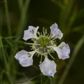 nigella-arvensis-switzerland-E2D50434-4CF5-11DC-8A96-000A95CA2156.jpg