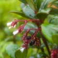 notopleura-guadalupensis-guadeloupe-4DD5442A-C889-4B8F-BD8F-5C04AD7A98CC.jpg