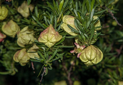 Meliaceae