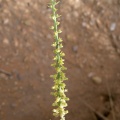 ochradenus-baccatus-saudi-arabia-2723918D-4B7B-11DC-8D9F-000A95CA2156.jpg