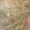 ochradenus-baccatus-saudi-arabia-7E109AC8-4B7B-11DC-8D9F-000A95CA2156.jpg