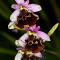 ophrys-holosericea-switzerland-D5161BA4-4734-11DC-8E52-000A95CA2156.jpg