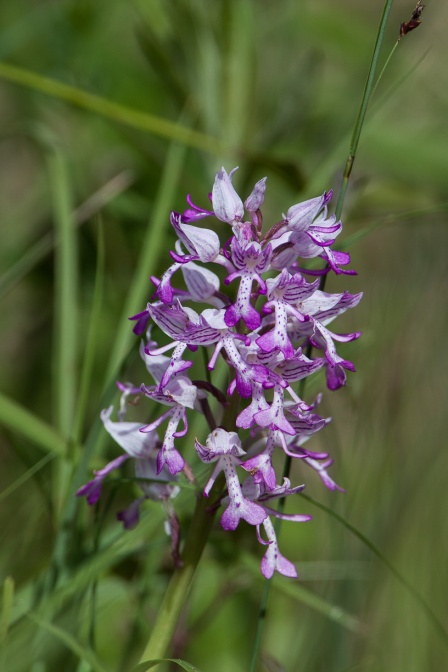 orchis-militaris-switzerland-79388F0F-1F59-459A-8E86-10AD344C3D2D.jpg