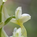orchis-pallens-france-BE223181-270B-444F-9E9F-E194D5C126F6.jpg