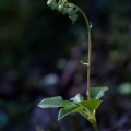 orthilia-secunda-switzerland-24E64D89-2F3C-4E76-9ABE-2D790ED16289.jpg