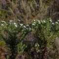 osmitopsis-sp-south-africa-4E14E724-639C-4C46-A8F8-709DA06FF5C6.jpg