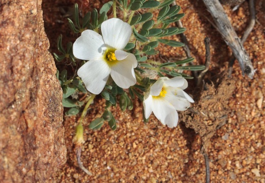 Oxalidaceae