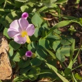 oxalis-sp-south-africa-5D2010E1-FDE3-4C59-B6E4-778F701128F3.jpg