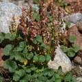 oxyria-digyna-austria-C82D5768-A86C-4F11-A5D3-7DC77B611D94.jpg