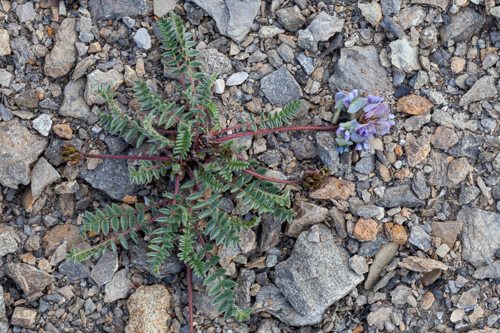 oxytropis-helvetica-france-95CD6A92-3F1D-4325-B5B3-39EB9FD46314.jpg