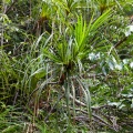 pandanus-capusii-vietnam-1679F63E-4B46-445C-B098-7F83F2F84E4F.jpg