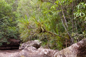 Pandanus capusii Martelli