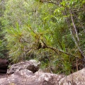 pandanus-capusii-vietnam-38598F38-F937-45AA-809E-5109482552F5.jpg