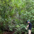 pandanus-capusii-vietnam-808191C4-BDF5-4F68-BF9D-6254F406FE24.jpg