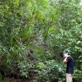 pandanus-capusii-vietnam-A2DAF914-65CD-42C5-9837-70B891907338.jpg