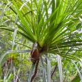 pandanus-capusii-vietnam-CBB8B8A3-763B-4FC2-A783-6175AF4191F5.jpg