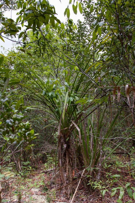 pandanus-horizontalis-vietnam-015BABB7-F960-4913-9B6B-037E58DD1D11.jpg