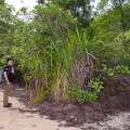 pandanus-horizontalis-vietnam-2929BE03-943B-4F33-A93B-9F5FD6884C0D.jpg