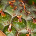pandanus-horizontalis-vietnam-42EE7431-5627-433B-A0A9-C03E661C7FCD.jpg