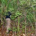 pandanus-horizontalis-vietnam-4C365857-8243-440F-A83F-D7A3A6F1B61D.jpg
