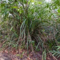pandanus-horizontalis-vietnam-66478425-FC0C-4EF2-9CB0-55F5FAF3FCEF.jpg