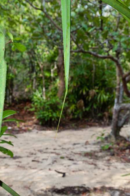 pandanus-horizontalis-vietnam-6747EE33-0D50-4DE6-A1AA-2334904ADB3F.jpg
