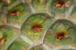 Pandanus horizontalis H.St.John