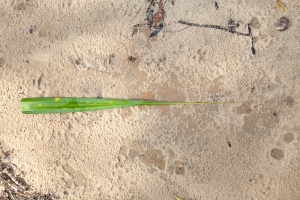 Pandanus horizontalis H.St.John