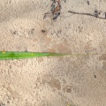 pandanus-horizontalis-vietnam-9290E155-7D0E-4993-BD03-AE04B693A428.jpg