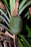 Pandanus horizontalis H.St.John
