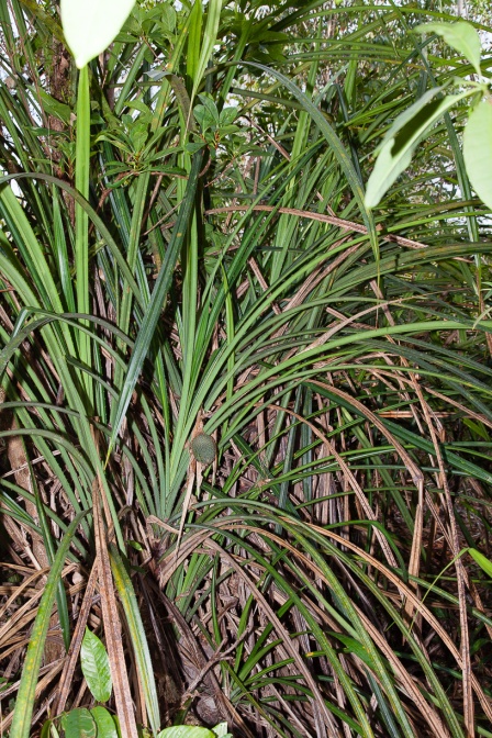 pandanus-horizontalis-vietnam-C336AD6D-4064-4A04-BC01-B8AB4B63FE0A.jpg