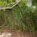 pandanus-horizontalis-vietnam-CC0DE516-480E-444B-965A-517FEB1EB9C6.jpg