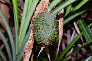 Pandanus horizontalis H.St.John