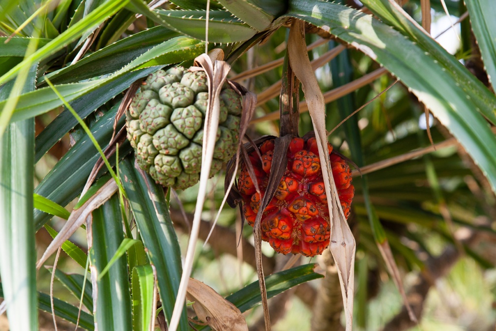 pandanus-odoratissimus-vietnam-7F40C133-9461-4378-BA36-42B3606090C9.jpg
