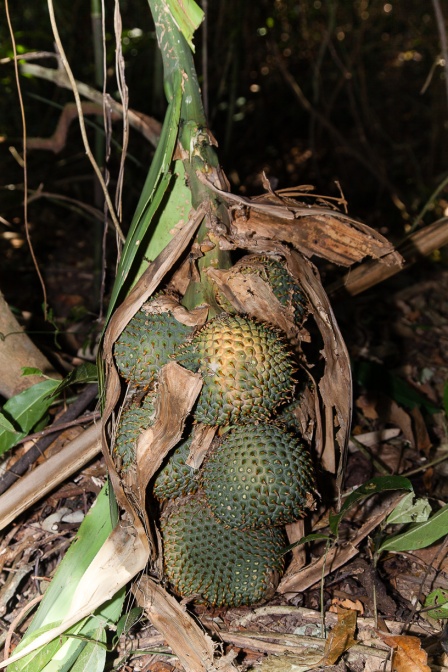 pandanus-penangensis-thailand-8977BA40-2769-4C4A-AEAF-B6FA700270D1.jpg