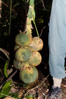 Pandanus penangensis Ridl.