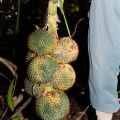 pandanus-penangensis-thailand-8F3E6331-D78F-48E7-AFF6-95C8B705AAB8.jpg
