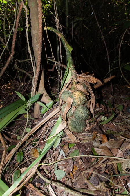 pandanus-penangensis-thailand-9EA87545-7D99-4A1E-8078-E031D0C6E601.jpg