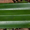 pandanus-sp-thailand-406E1DBF-2438-42D6-BB89-B189F64492F3.jpg