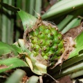 pandanus-sp-thailand-78899427-96FD-4C2D-8D06-9F710DA518E0.jpg