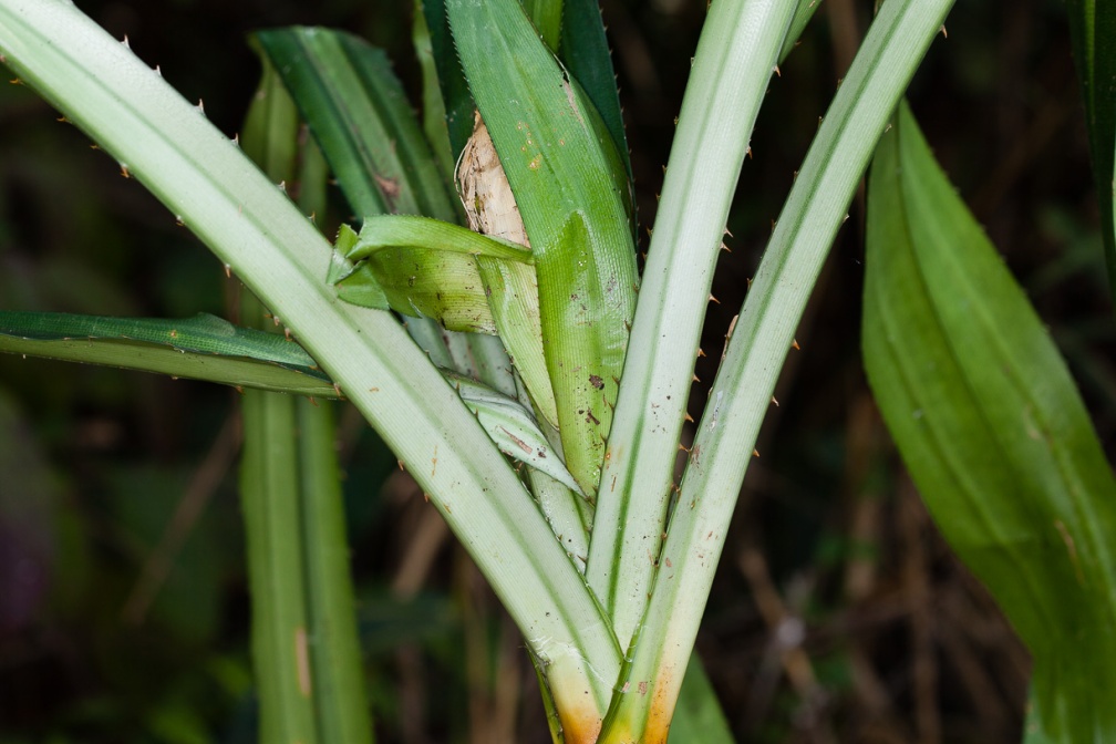 pandanus-sp-thailand-79A77EE5-8A5A-447E-80A9-A586C3684C06.jpg