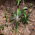 pandanus-sp-thailand-875FAEF9-7914-4583-B272-8385409C4622.jpg