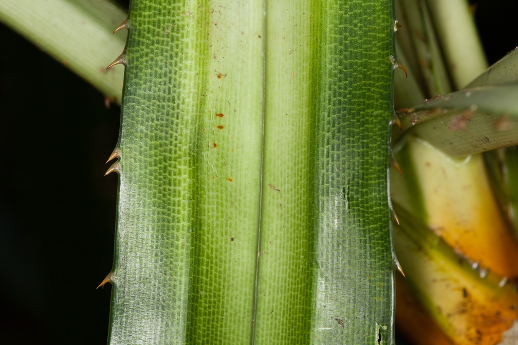 pandanus-sp-thailand-923E9CB9-6806-4DA7-AB67-3B1B3C85B56B.jpg