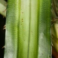 pandanus-sp-thailand-923E9CB9-6806-4DA7-AB67-3B1B3C85B56B.jpg
