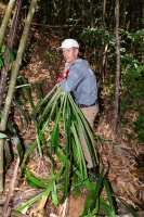 Pandanus, sp. indet.