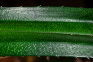 Pandanus, sp. indet.